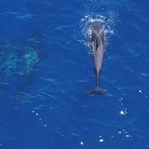 Tenerife: 4.5-Hour Whale & Dolphin Watching Tour to Masca & Los Gigantes