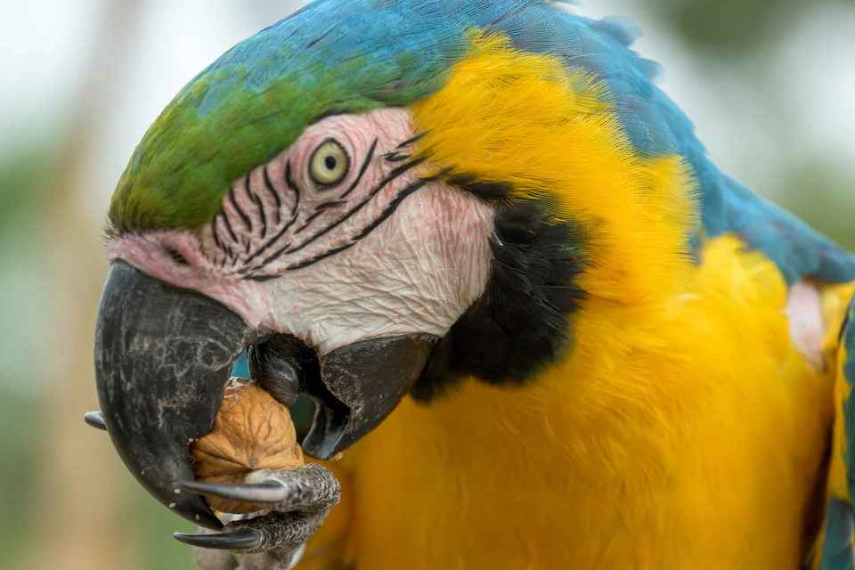 A close-up of a colorful parrot cracking a nut in its beak.