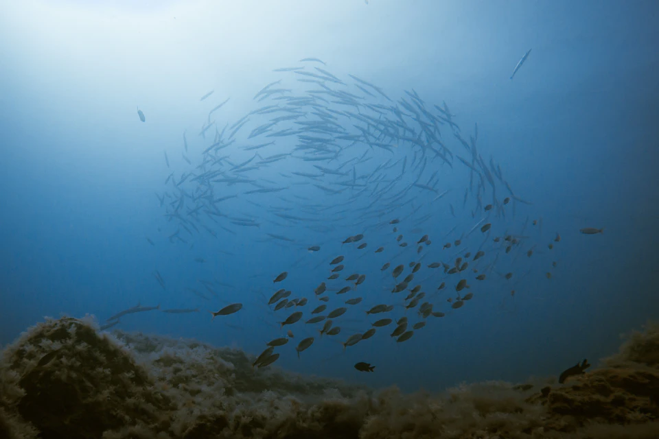 FISH