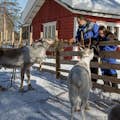 Visit to a reindeer farm