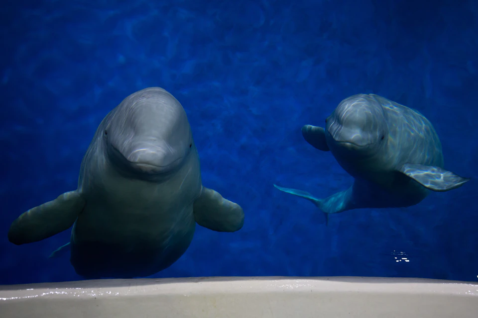 SEA LIFE TRUST Beluga Whale Sanctuary