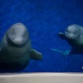 SEA LIFE TRUST Santuário de Baleias Beluga