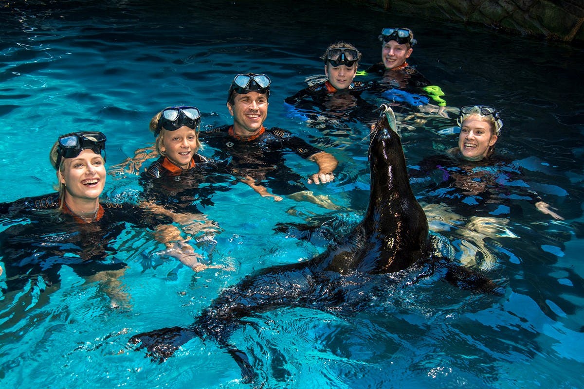 Skupina lidí v šnorchlovacím vybavení komunikuje s lachtanem v jasně modrém bazénu.