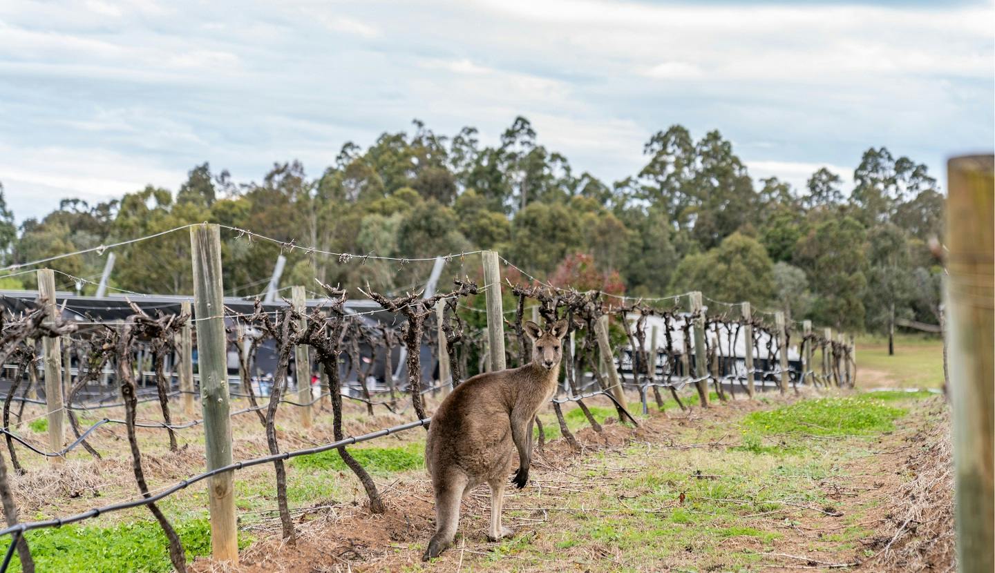 A kangaroo standing in a vineyard with posts and vines. Trees and a cloudy sky are visible in the background.
