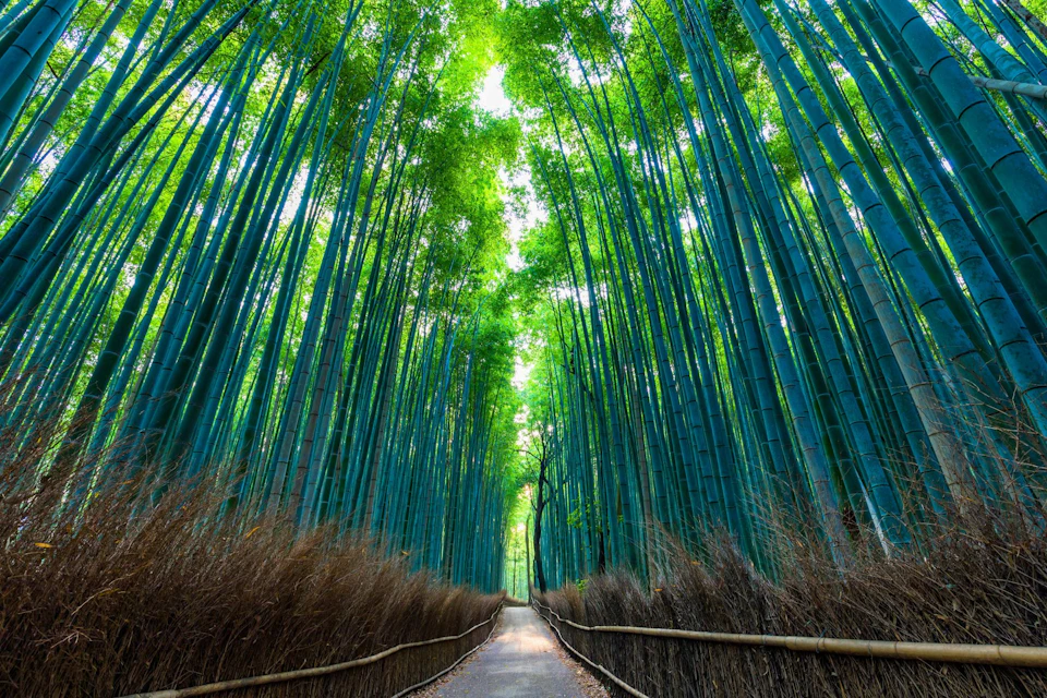A path through a serene bamboo forest, with tall green bamboo stalks and a clear pathway surrounded by natural vegetation.