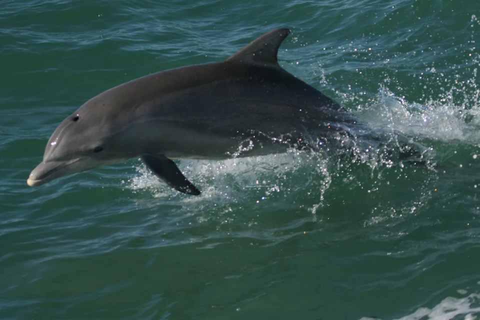 Dolphin Exploration Cruise