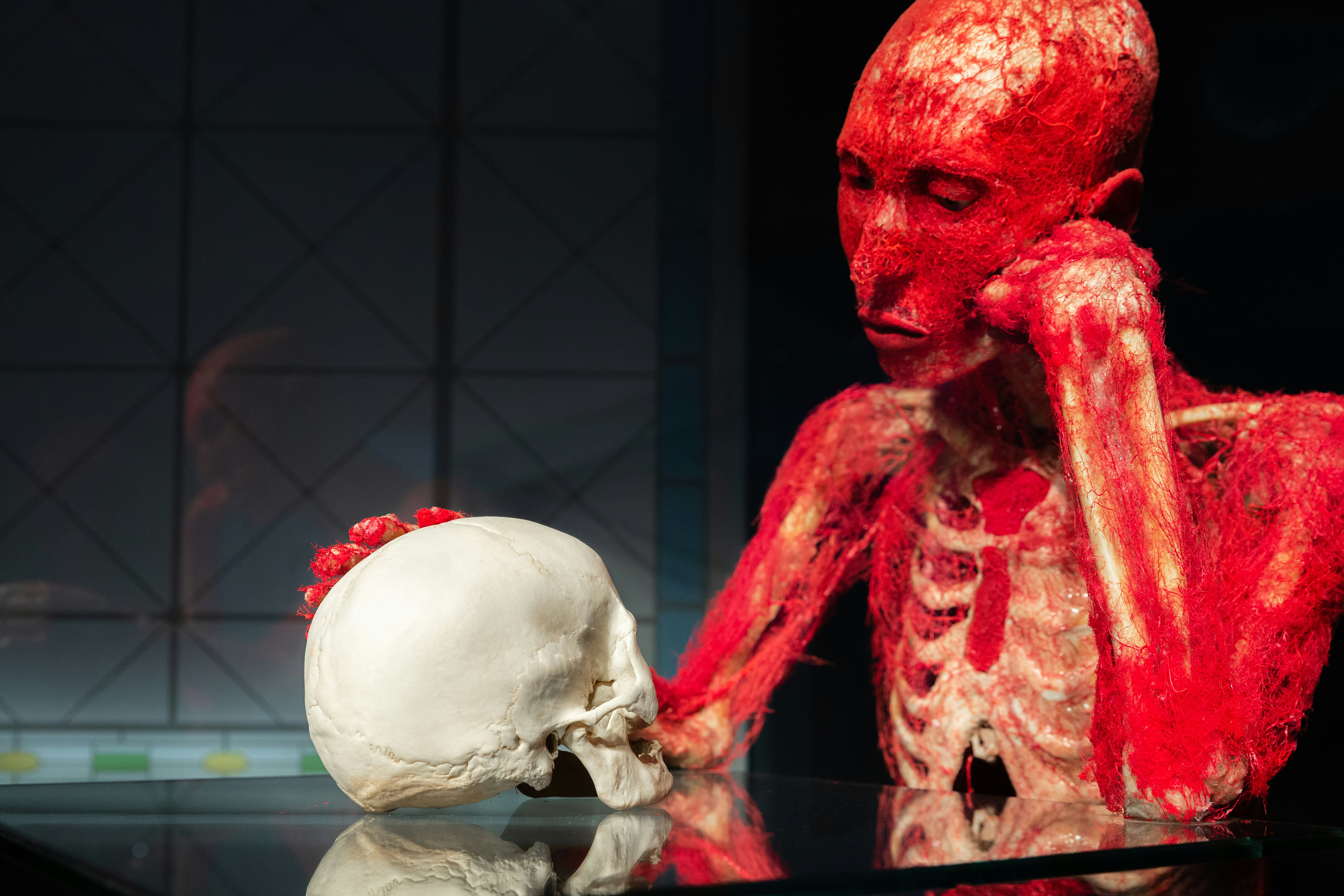 BODY WORLDS Museum Heidelberg - Anatomy of Happiness