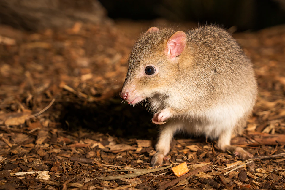 A small rodent with brown fur and pink ears stands on wood chips, holding a paw up near its face next to a small orange piece of food.