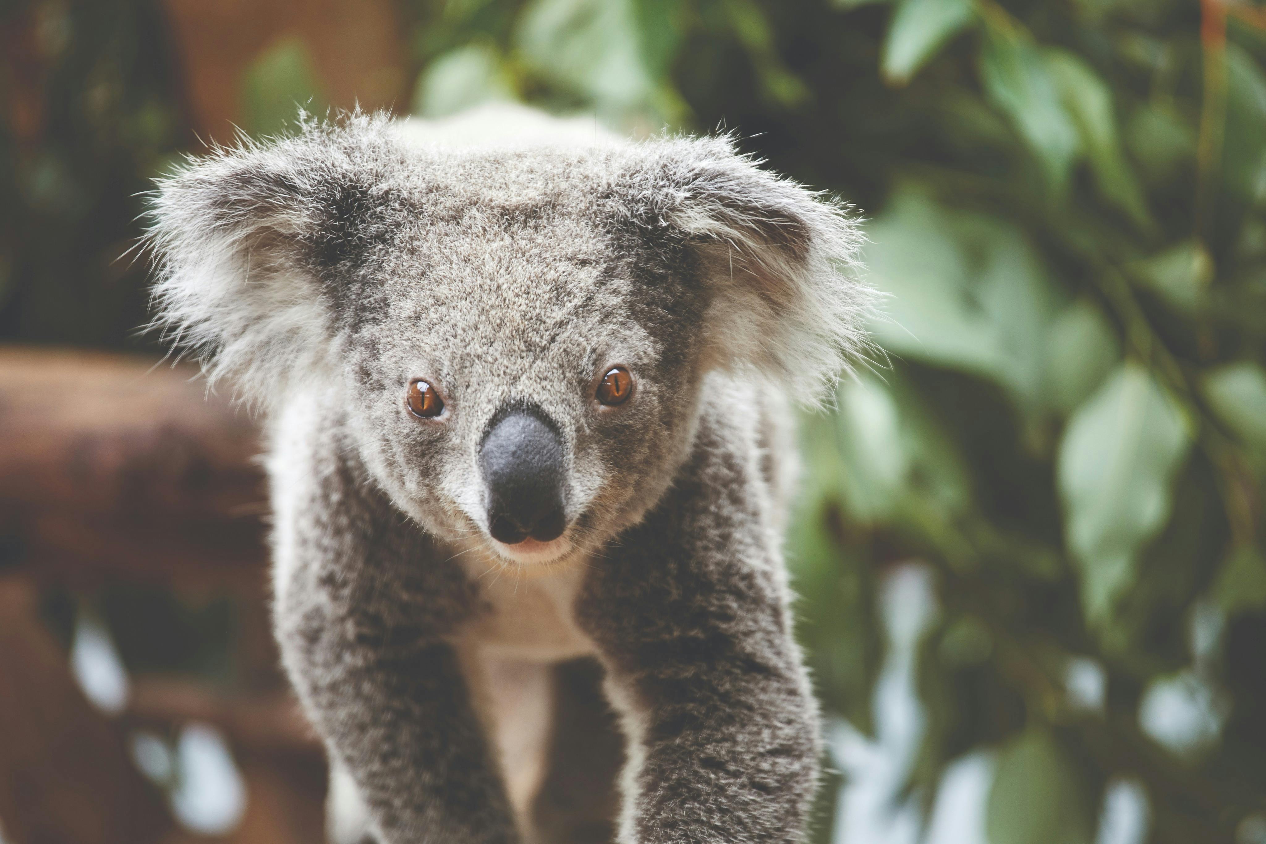 Close up Image of a koala