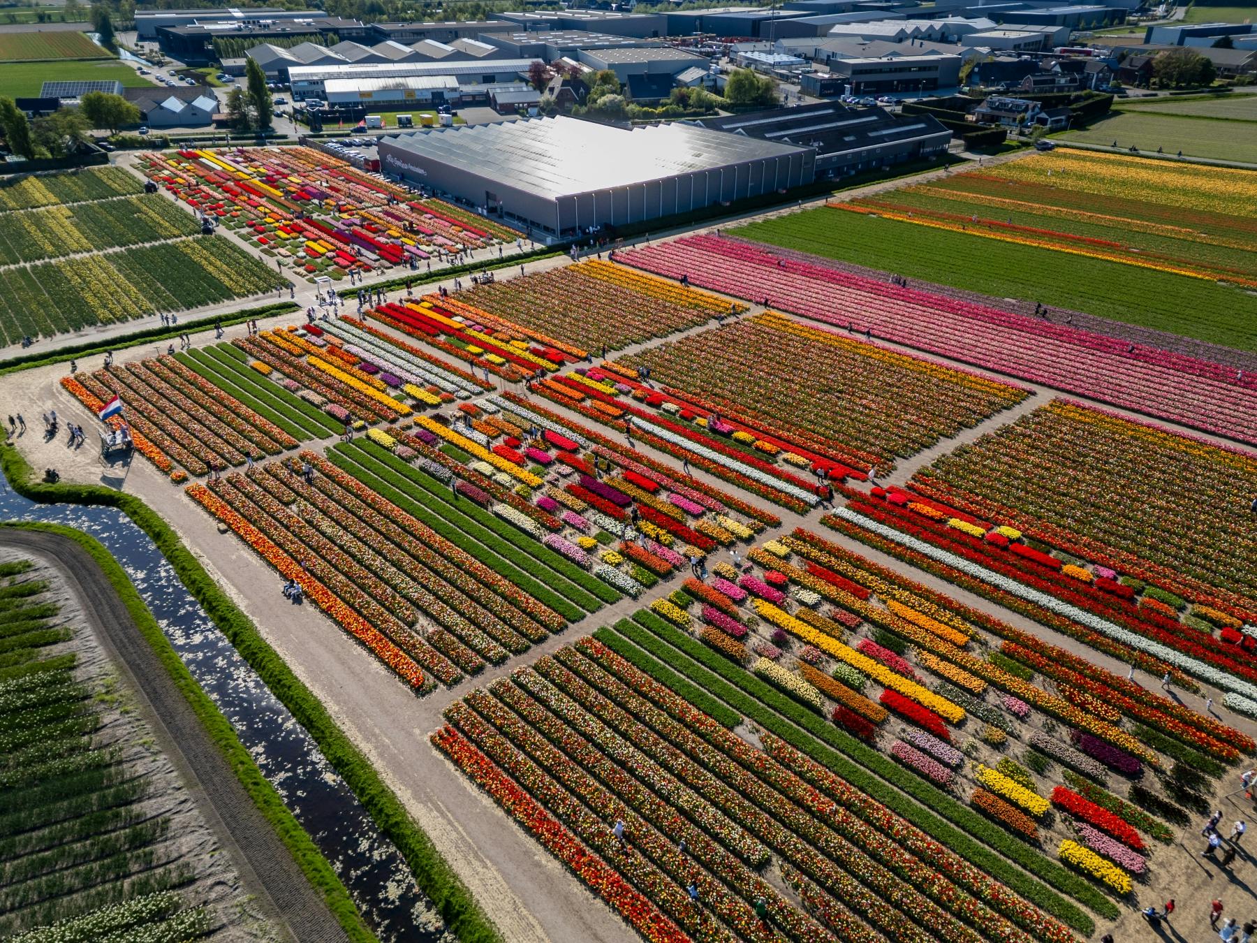 温室と建物を背景に、カラフルなチューリップ畑が並んでいます。