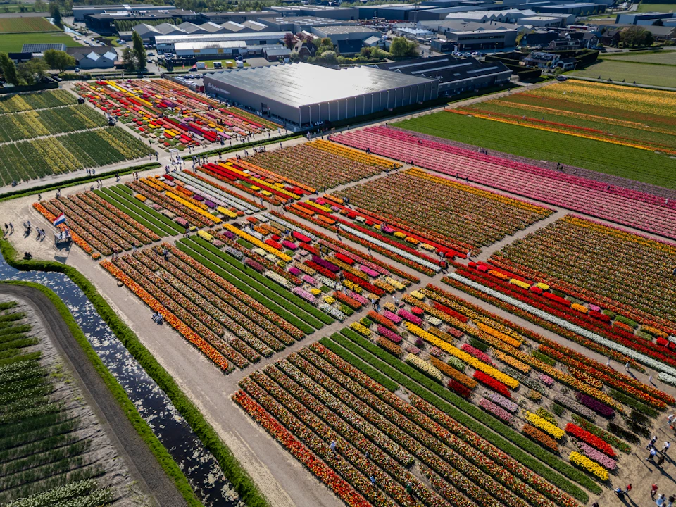 Aerial view of colourful tulip fields laid out in rows, with a greenhouse and buildings in the background.