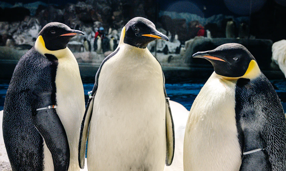 Three emperor penguins standing closely together with more penguins and rocks in the background.