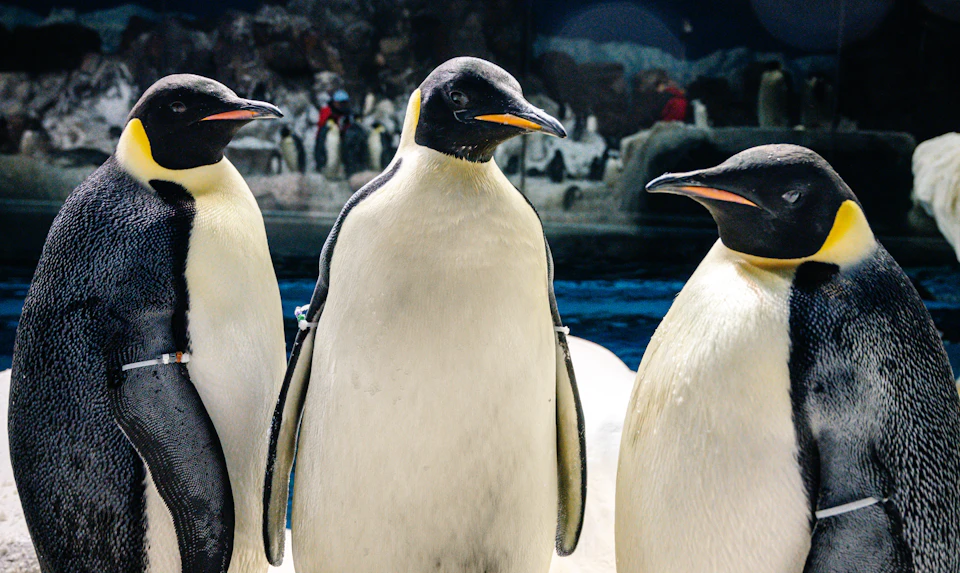 Three emperor penguins standing closely together with more penguins and rocks in the background.