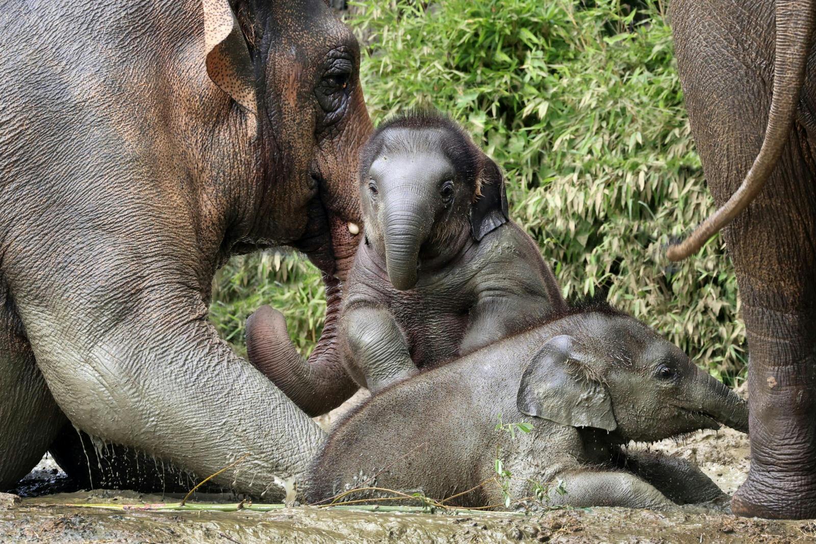 Un elefant adult amb dos elefants nadons jugant en una zona fangosa envoltada de vegetació.
