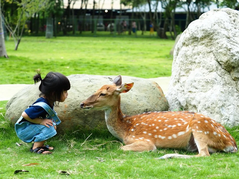 A child crouches near a spotted deer lying on grass in a park with large rocks and trees in the background.