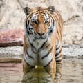 Tiger Diego in seinem Badeteich