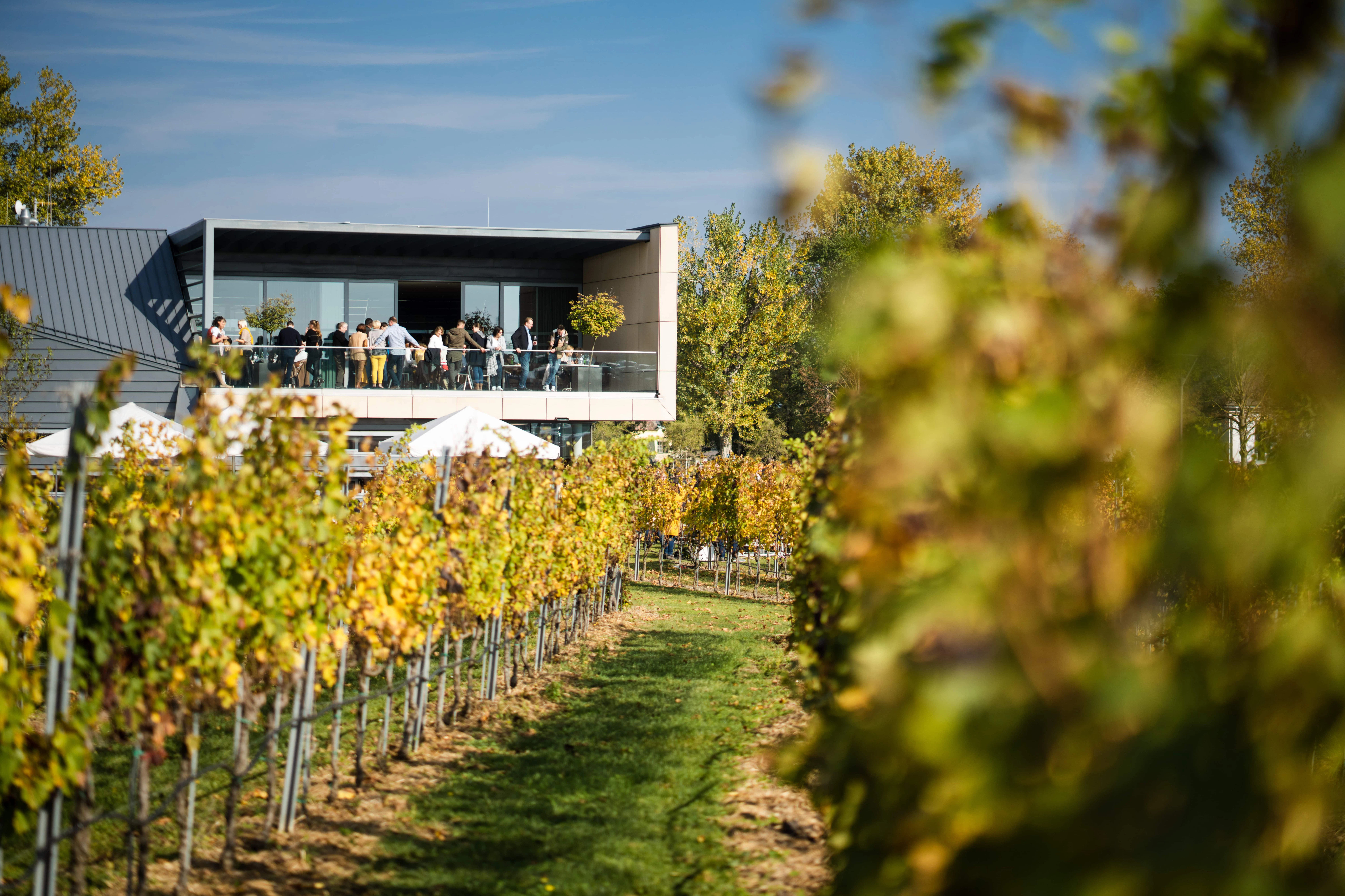 Esterházy Winery Experience