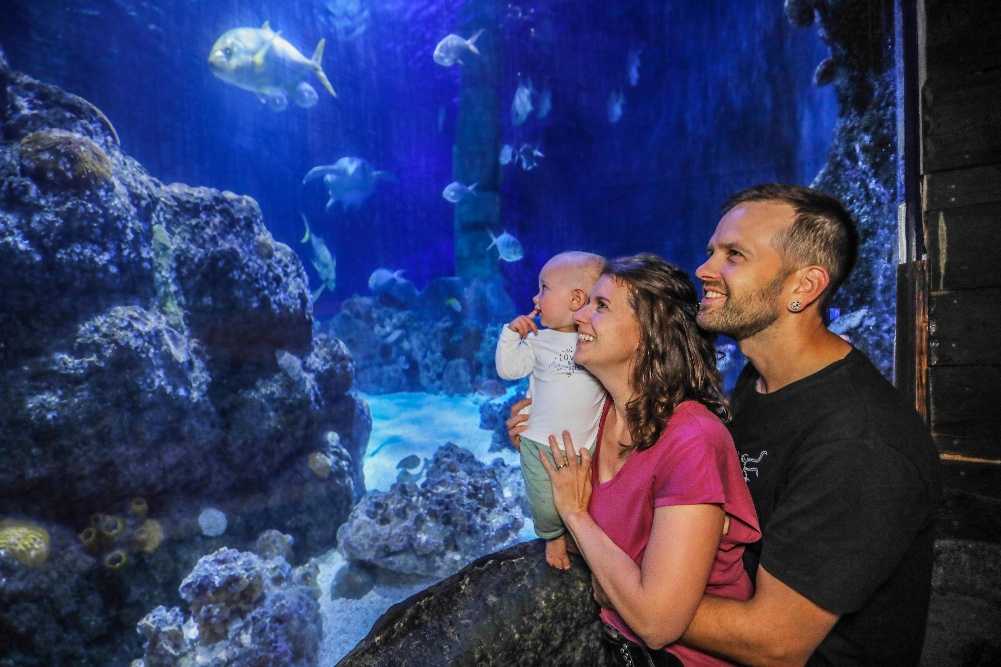 Ένα ζευγάρι κρατά το μωρό του ενώ κοιτάζει ένα μεγάλο ενυδρείο με ψάρια που κολυμπούν ανάμεσα σε βράχους και φύκια.