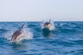 Les dauphins en train de sauter