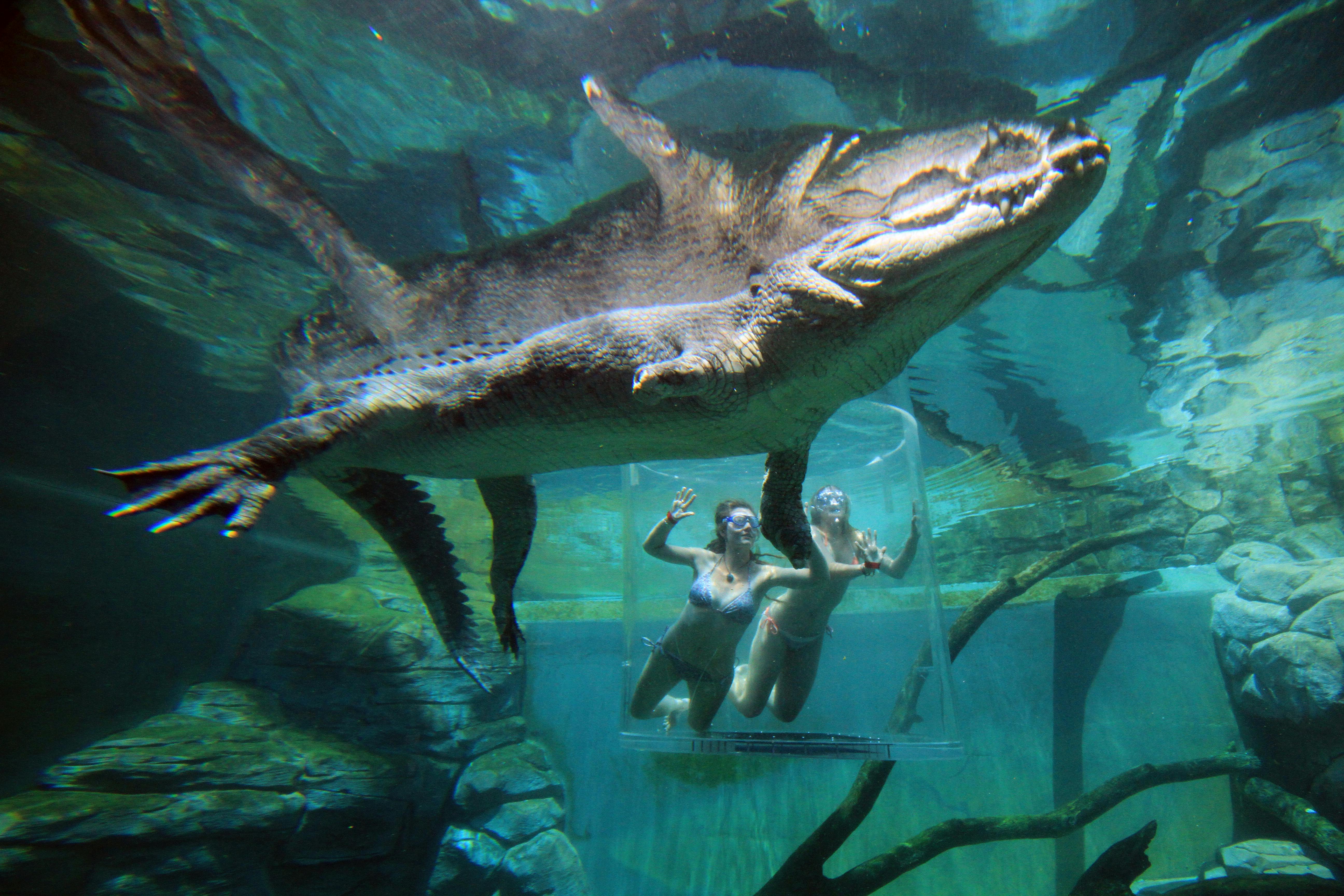 Two people in a clear underwater cage observe a large crocodile swimming above them in an aquarium setting.