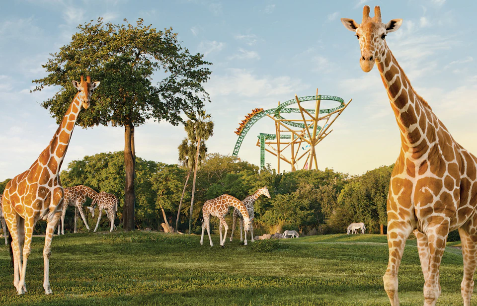 Giraffes and antelopes graze on grassy terrain with trees; a roller coaster stands in the background.