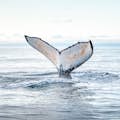 Mergulho de baleia-jubarte