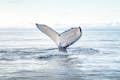 Mergulho de baleia-jubarte