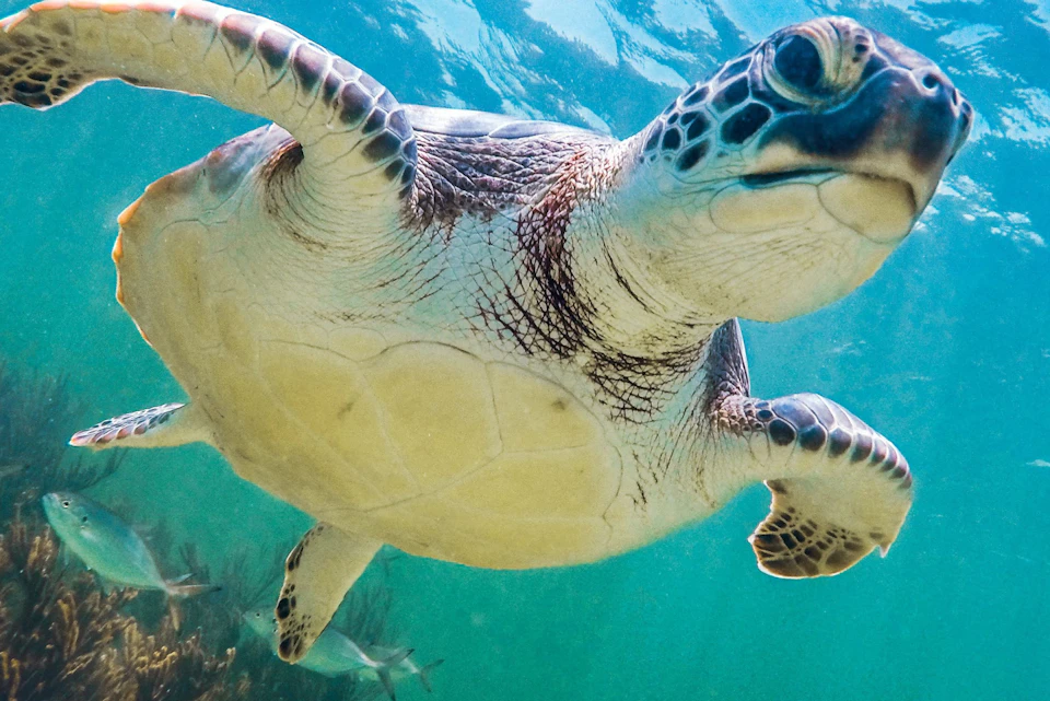 Turtle