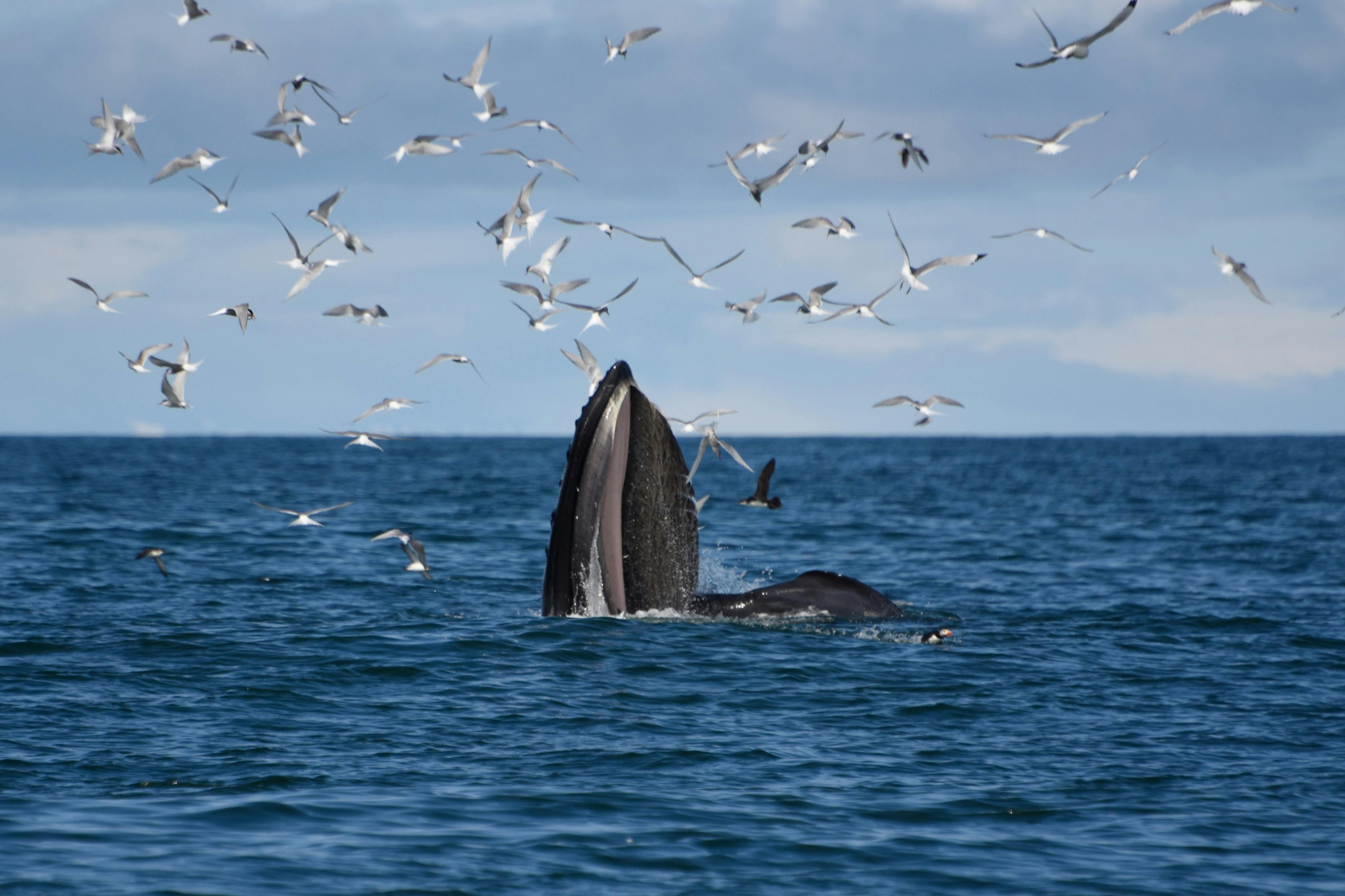A humpback whale has it's mouth gaping out of the water as it is feeding among birds and a single puffin.