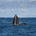Uma baleia jubarte está com a boca aberta para fora da água enquanto se alimenta entre pássaros e um único papagaio-do-mar.