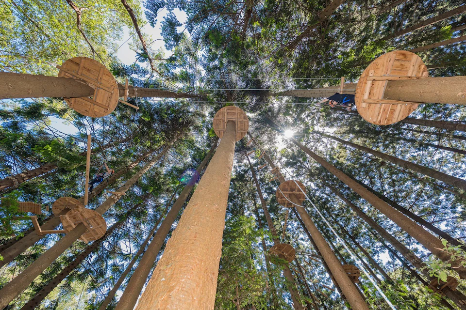 Treetops The Hills