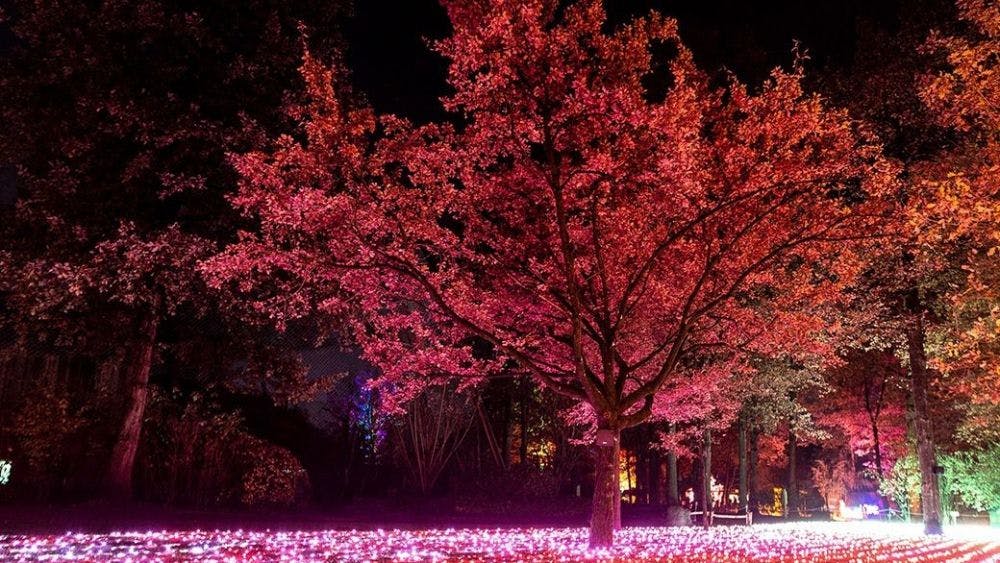 夜晚，一棵被鲜艳的红灯照亮的树矗立在公园里，周围环绕着被照亮的地面灯光和其他树木。