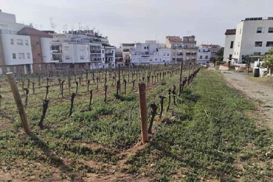 Urban winery vineyards