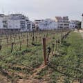 Urban winery vineyards