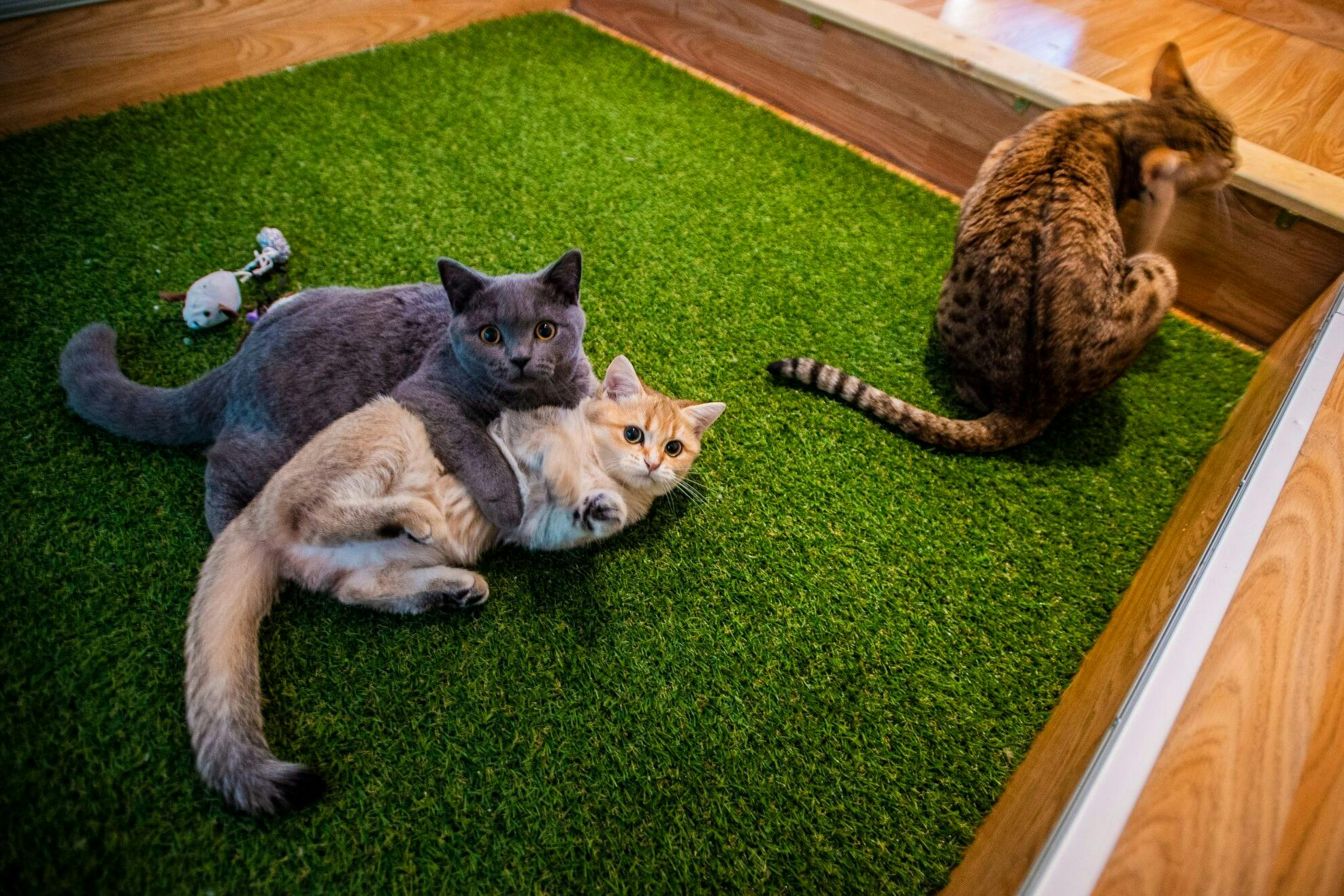 Resident cats playing