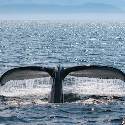 Victoria: Small Group Guided Whale Watching Tour 3