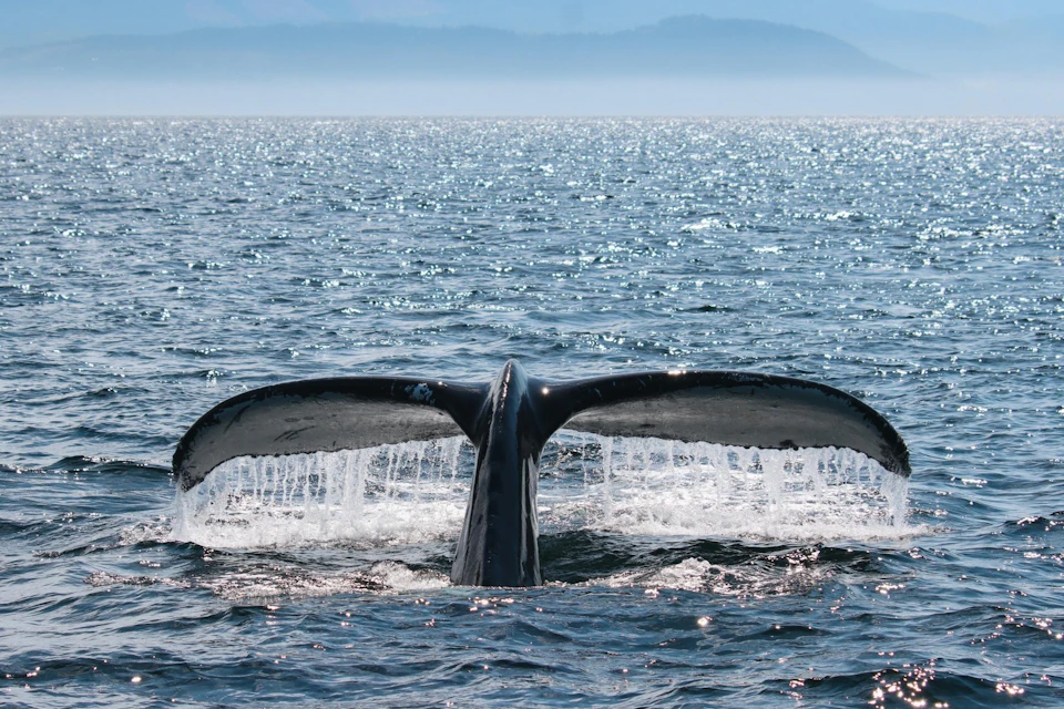 Victoria Zodiac Whale Watching