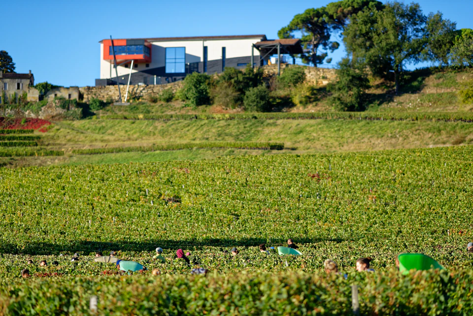 People harvesting crops in a large vineyard with a modern house and trees on a hill in the background.