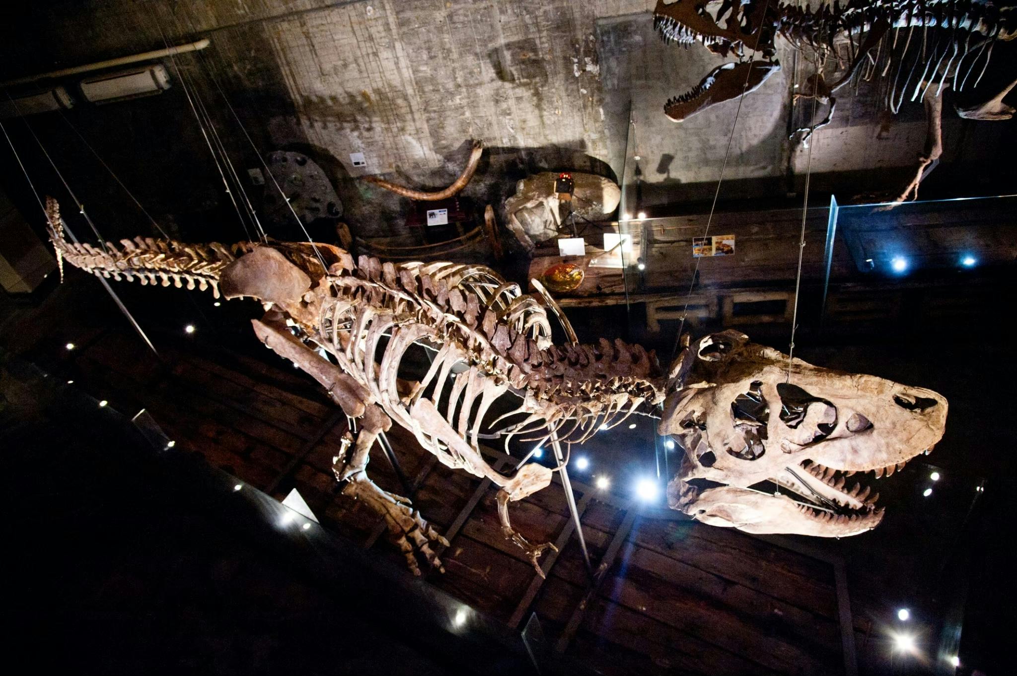 A dinosaur skeleton exhibit displayed in a museum with dramatic lighting and a concrete wall in the background.