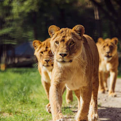 Safaripark Beekse Bergen 2