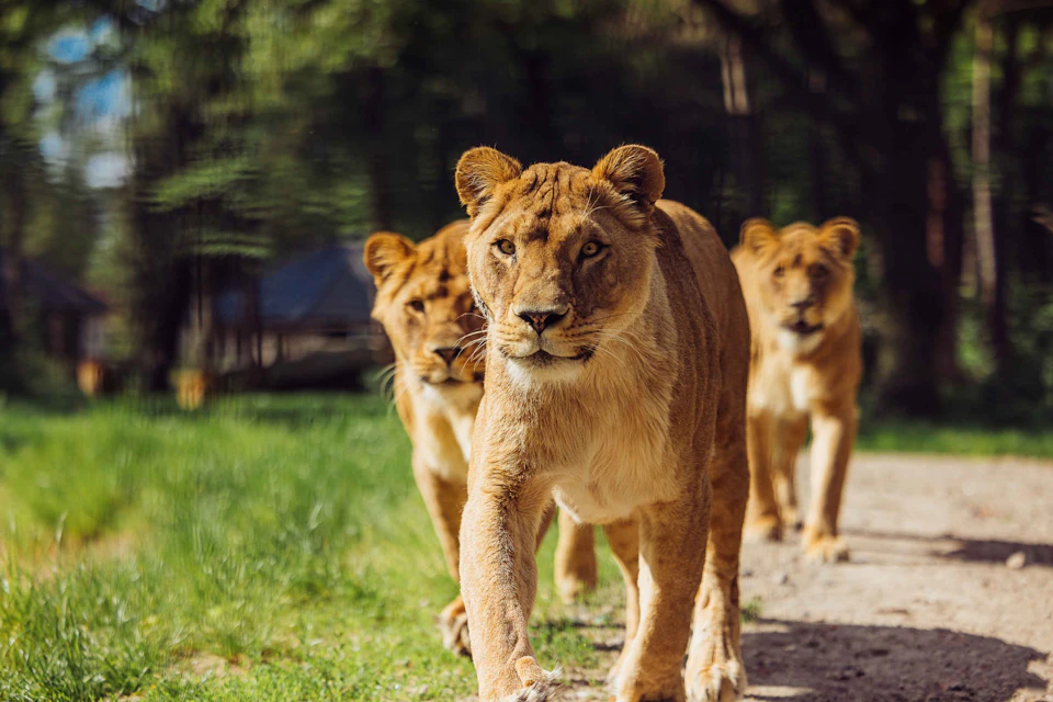 Three female Lions