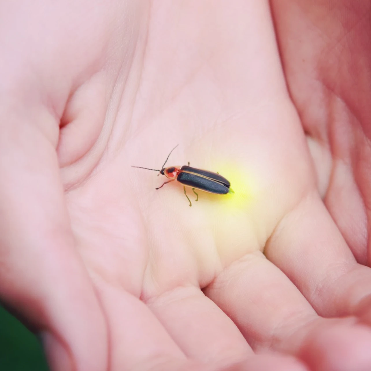 Bali: Firefly-Watching Experience + Traditional Dinner in Bali β Tiqets