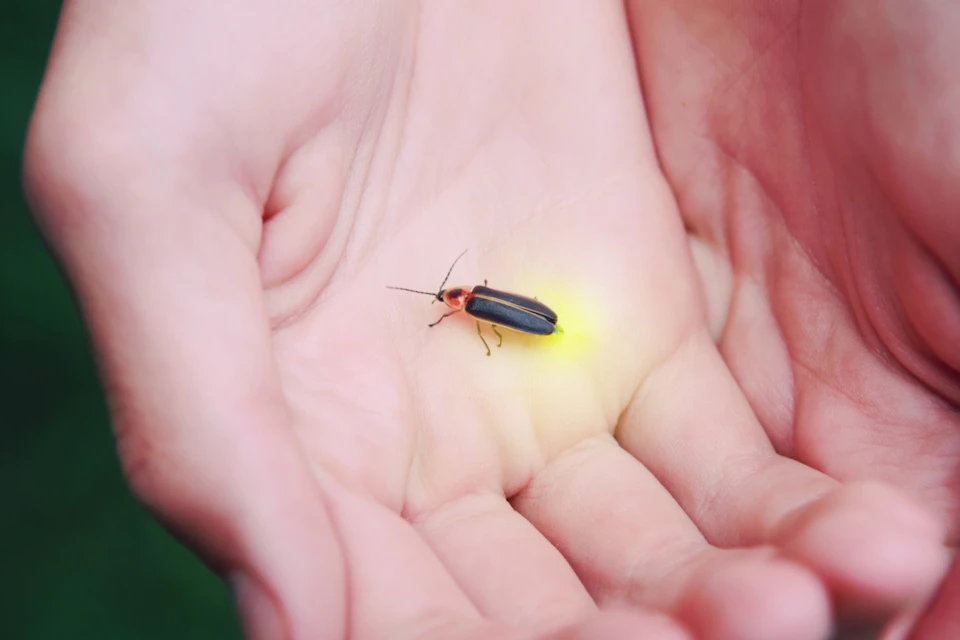 firefly on the hand