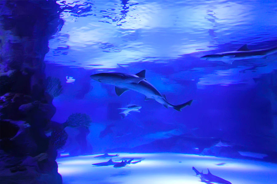 Antalya Aquarium & Face 2 Face Wax Museum
