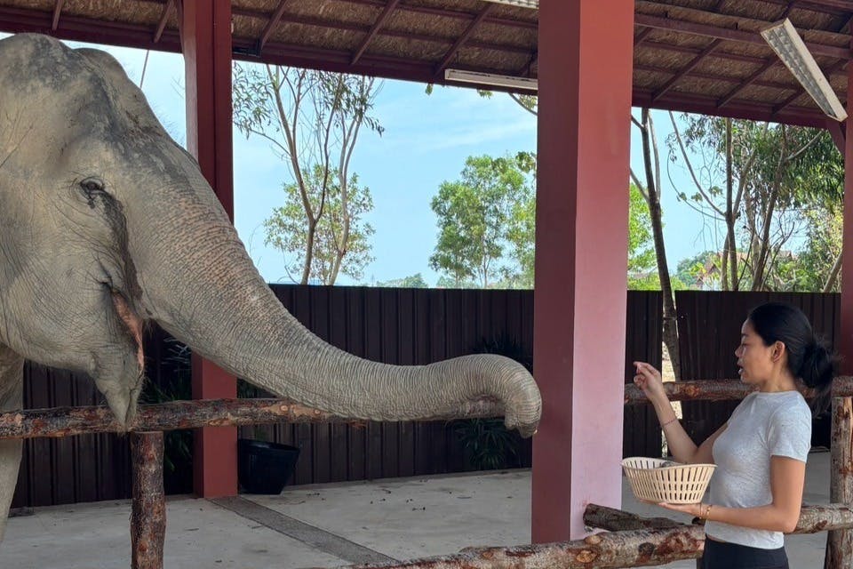 一位女士拿着篮子，在树木和木结构的户外环境中，通过围栏为大象提供食物。