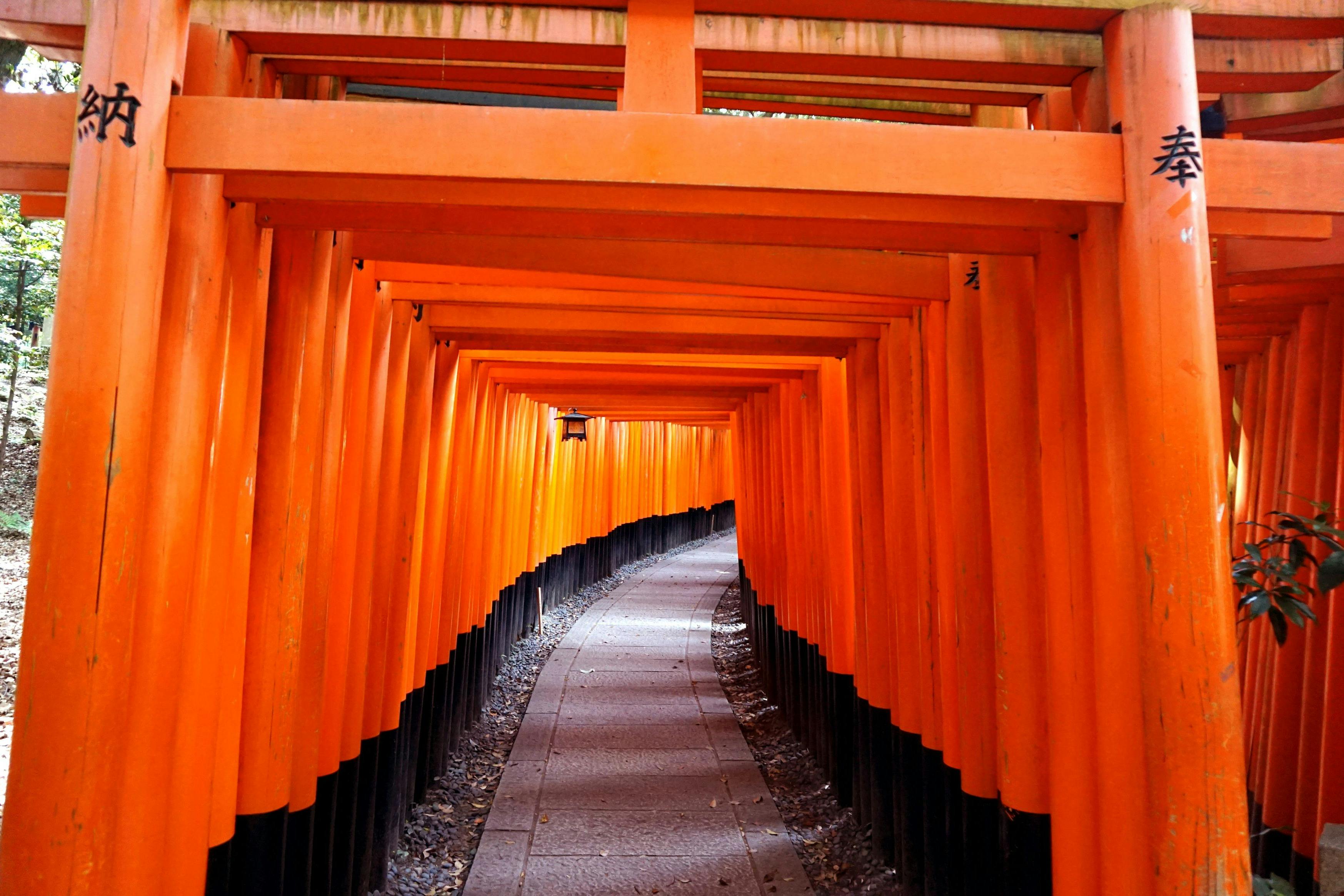A path winding through numerous orange torii gates in close proximity, forming a tunnel-like structure. A lantern hangs from one of the gates.