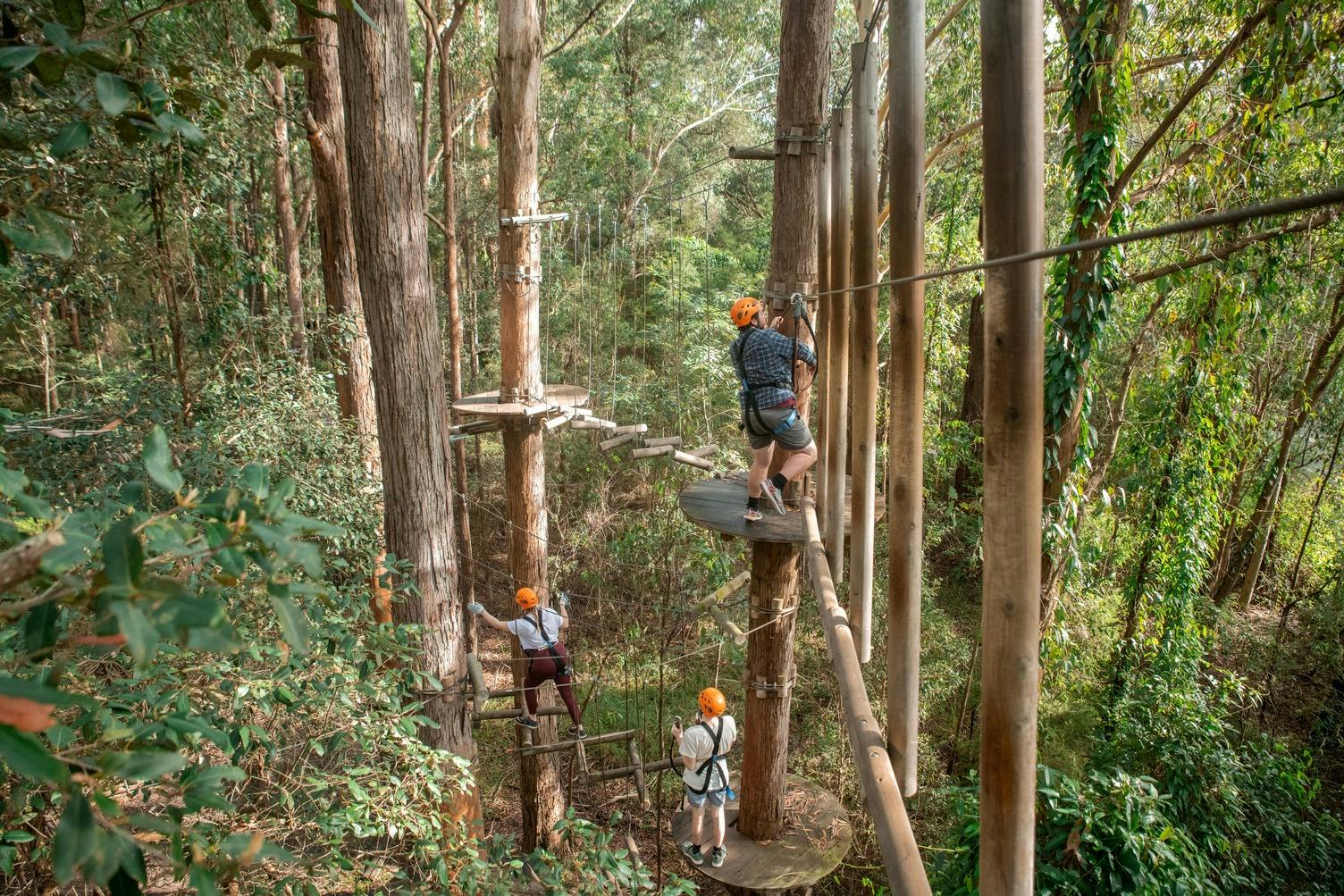 Treetops Adventure Central Coast: Ropes Course + Zipcoaster Ride in Wyong Creek – Tiqets