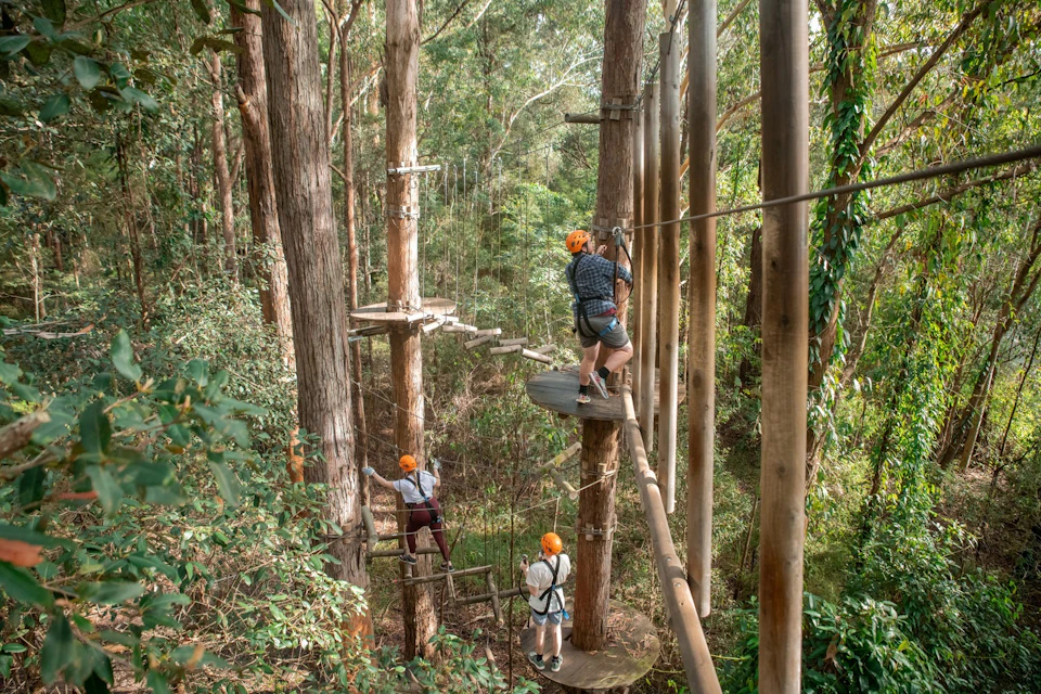 People wearing safety harnesses and helmets navigate a treetop obstacle course among tall trees in a forest.
