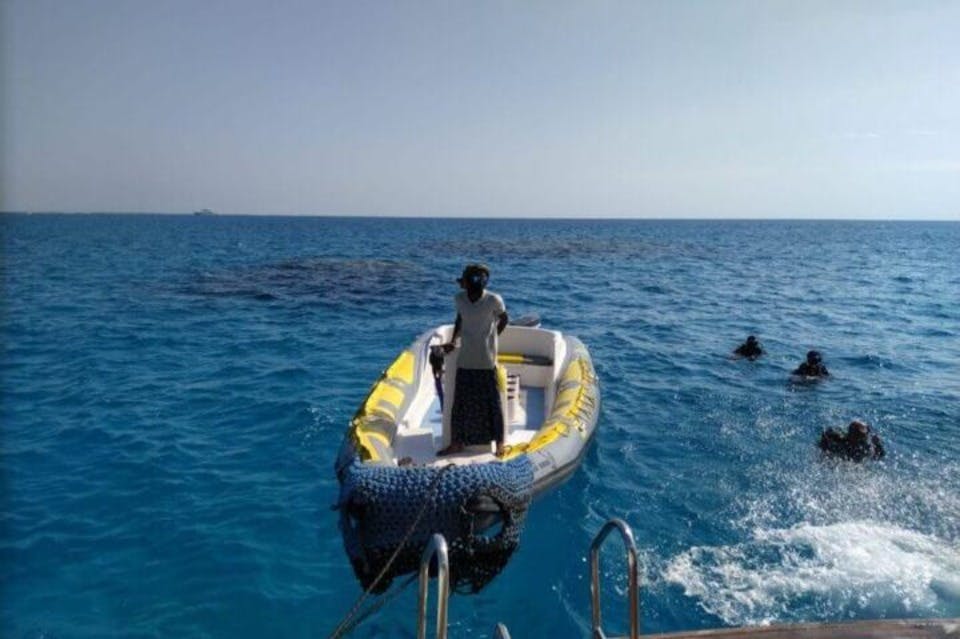 find-dolphins-marsaalam