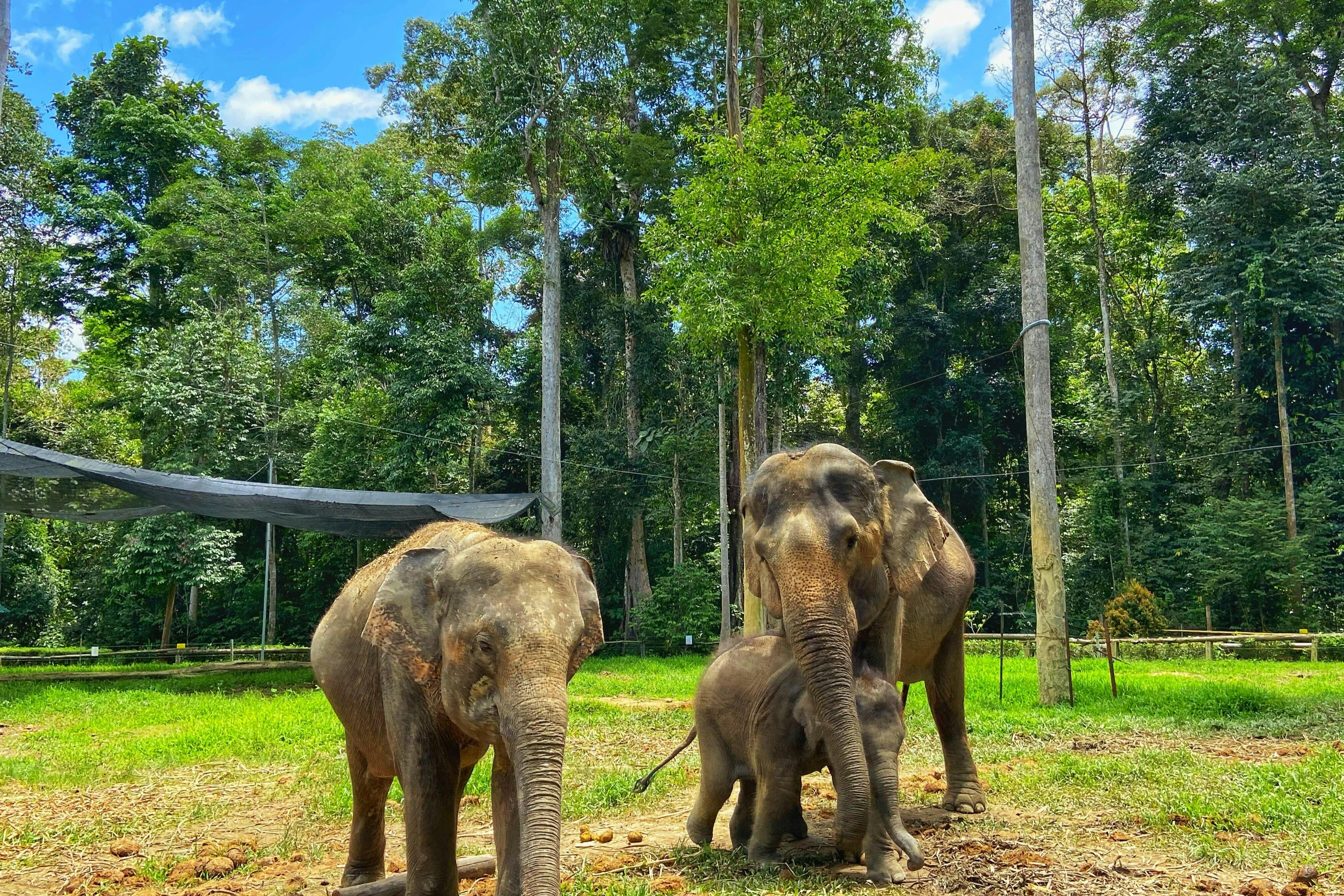 Afbeelding van een man met olifanten